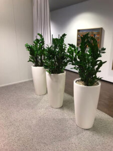Уход за растениями в офисе (абонемент)