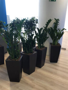 Уход за растениями в офисе (абонемент)