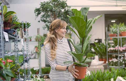 GreeneryPlant - профессиональный уход и обслуживание зеленых растений