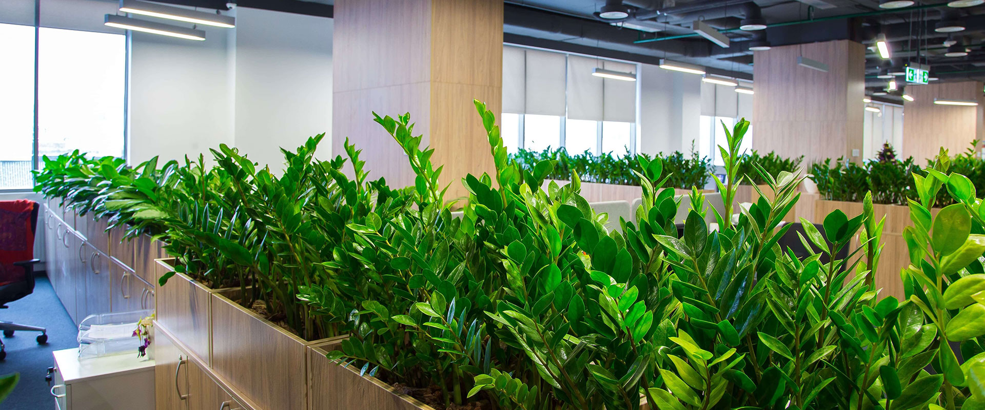 Greenery Plant - профессиональный уход и обслуживание офисных и интерьерных растений