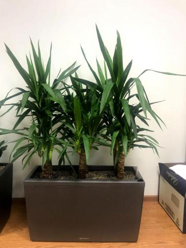 Уход за растениями в офисе